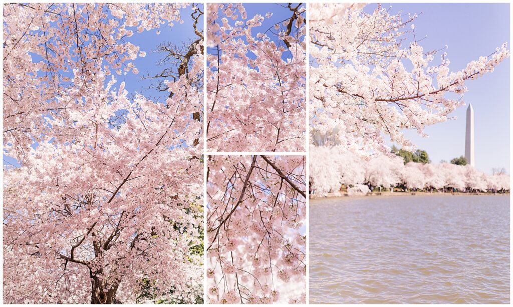 Cherry Blossoms In DC